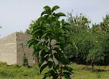 Montallantas el piña